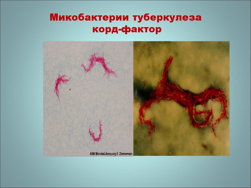 Микобактерии туберкулеза  корд-фактор